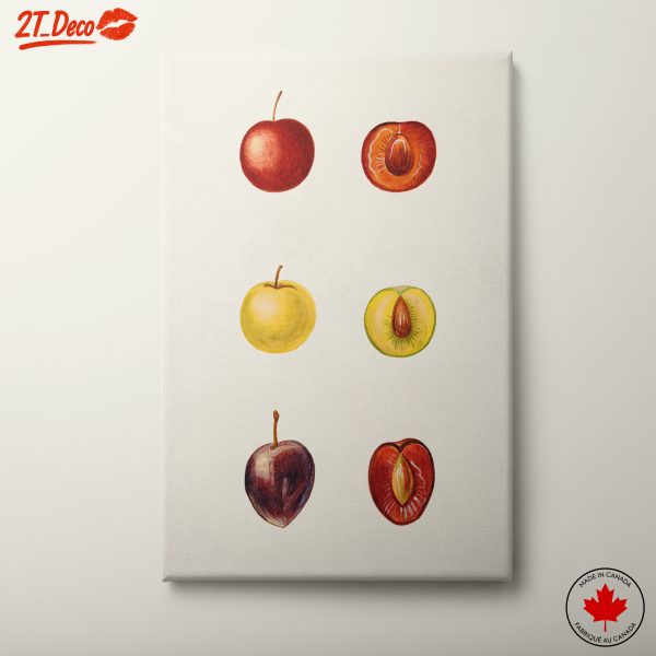 Stylized Fruit Illustrations in Abstract Style