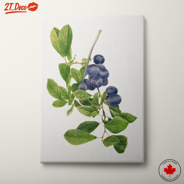 Watercolor Blueberry Botanical Illustration