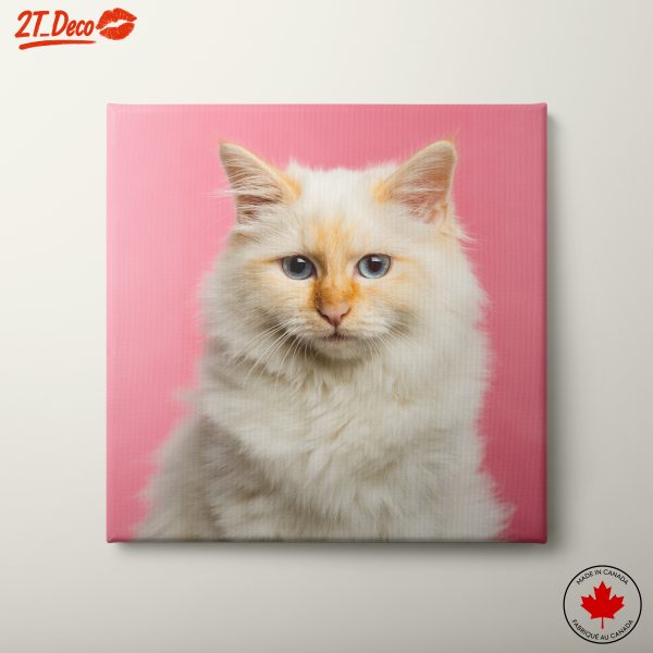 Playful Cat Portrait on Pink Background 2