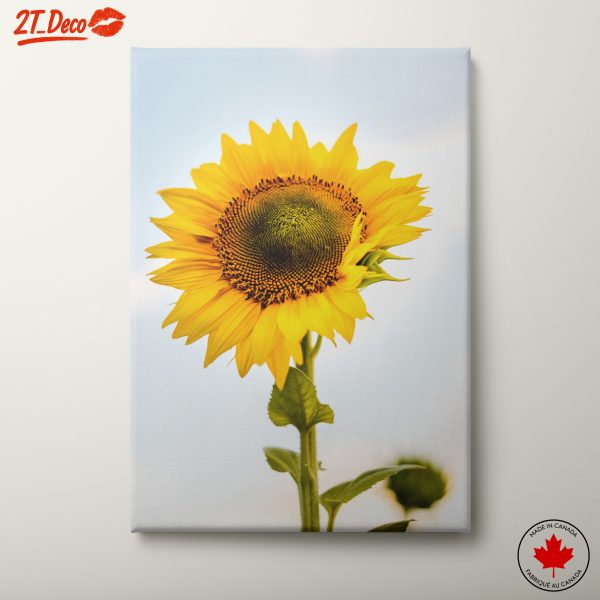Vibrant Sunflower Against Blue Sky