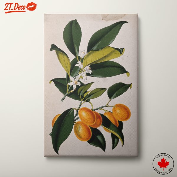Vibrant Botanical Abstract Art of Orange Fruits