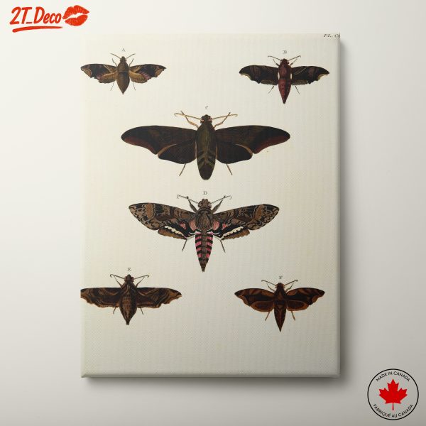 Detailed Butterfly Illustrations