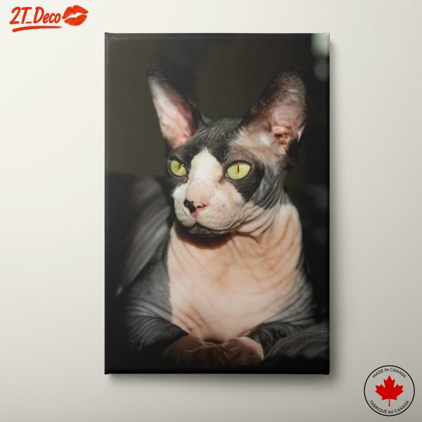 Stylish Sphynx Cat Portrait