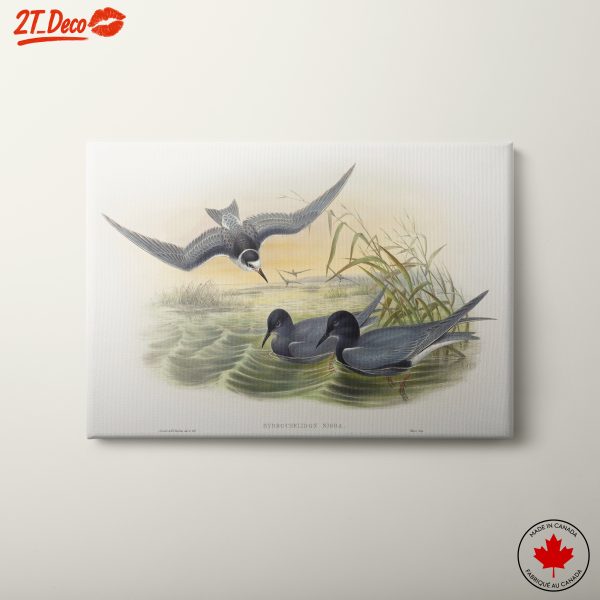 Hydrochelidon Nigra Avian Art