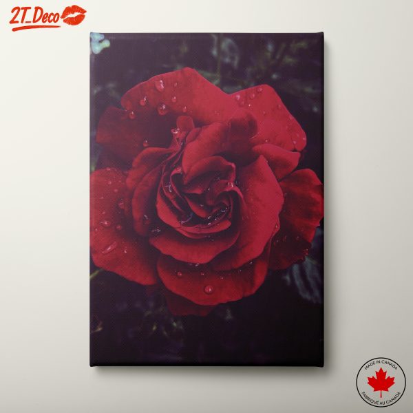 Elegant Red Rose with Water Drops