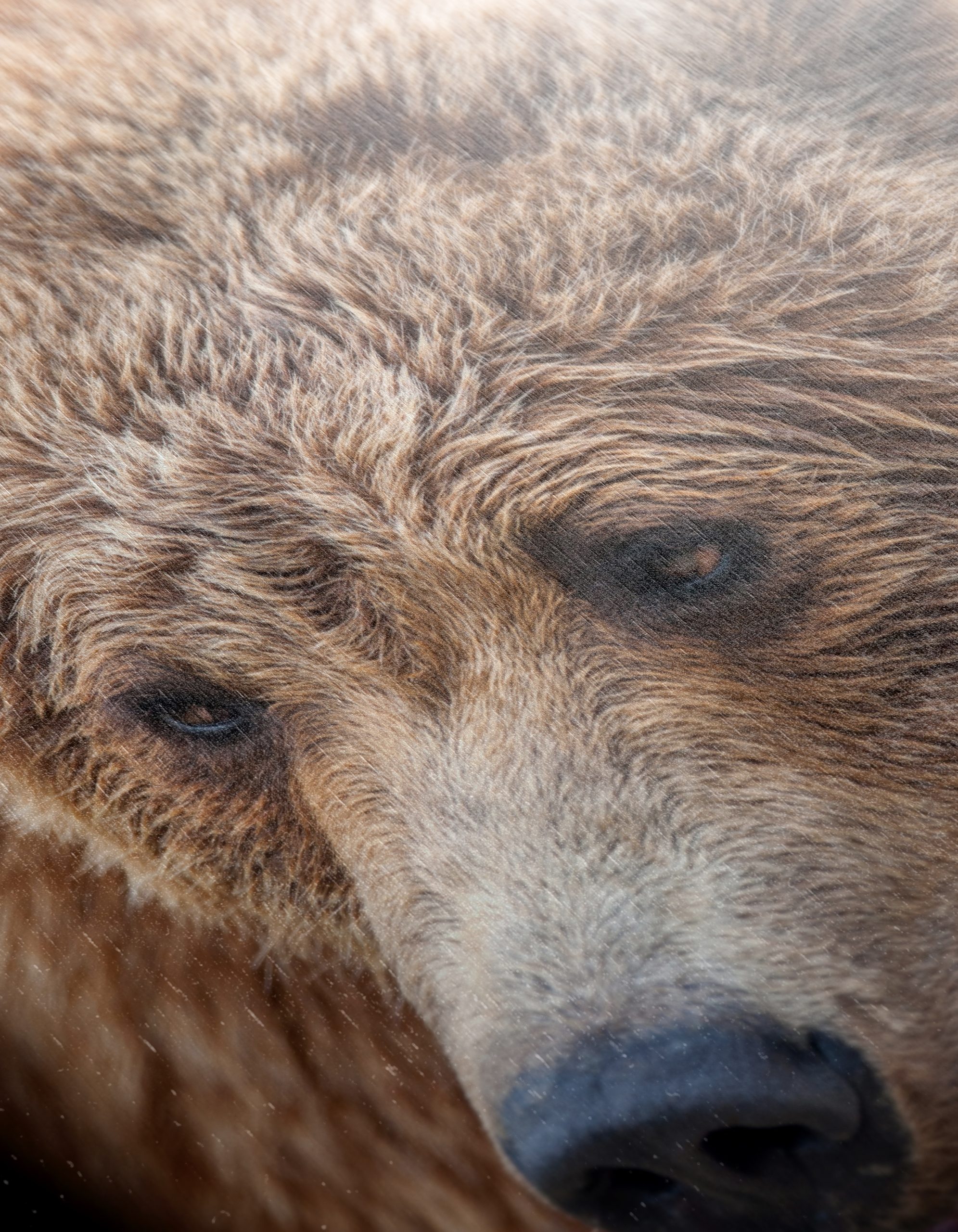 Realistic Bear Portrait Wall Art - Image 12