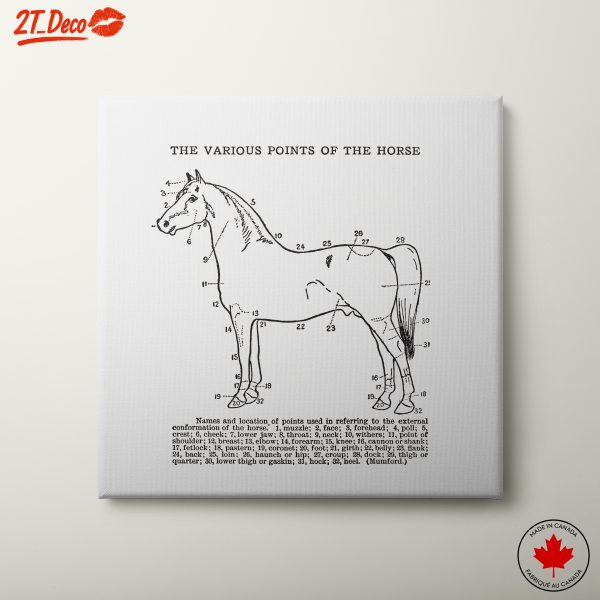 Anatomical Illustration of Horse Anatomy