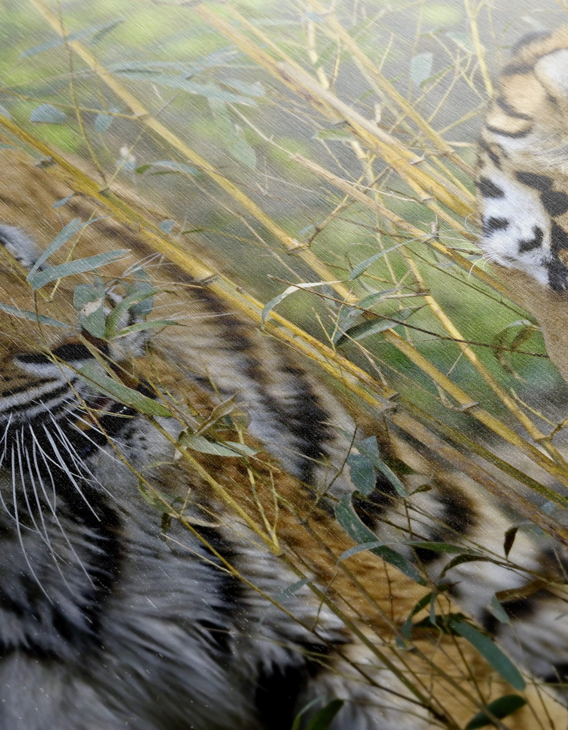 Pair of Tigers Among Bamboo - Image 12