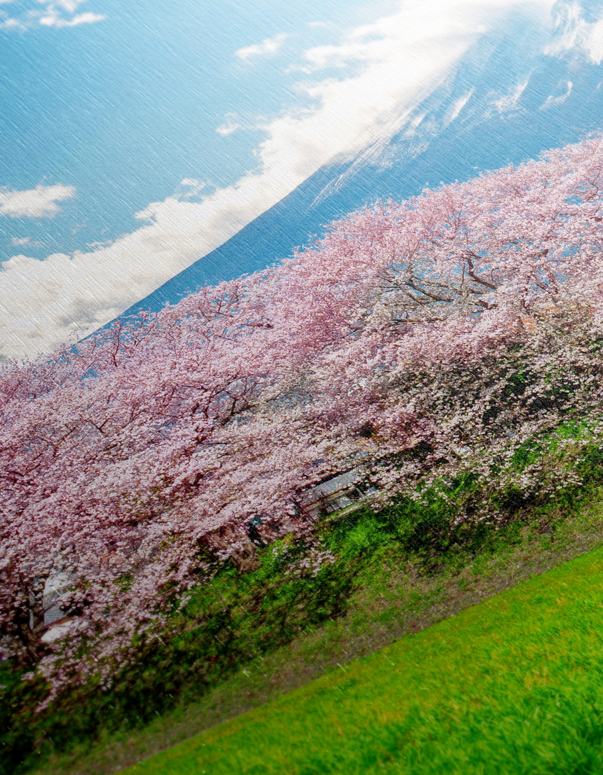 Cherry Blossoms with Mount Fuji 2 - Image 12