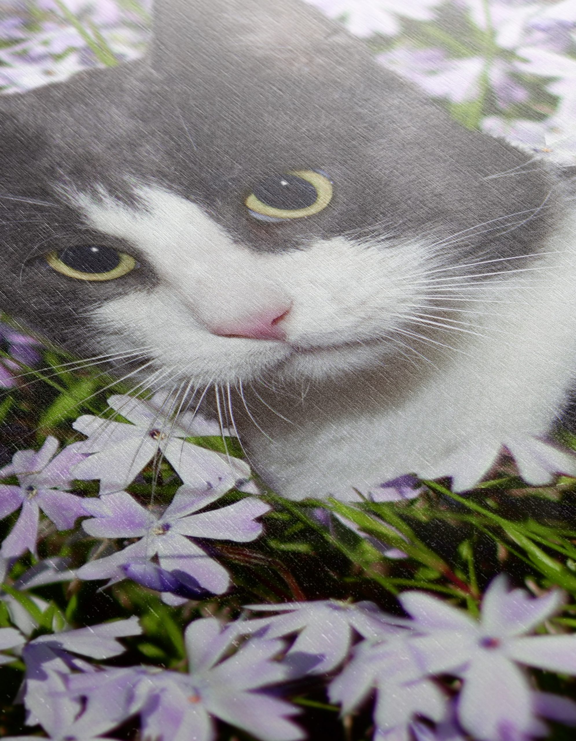 Cat Portrait Surrounded by Flowers - Image 12
