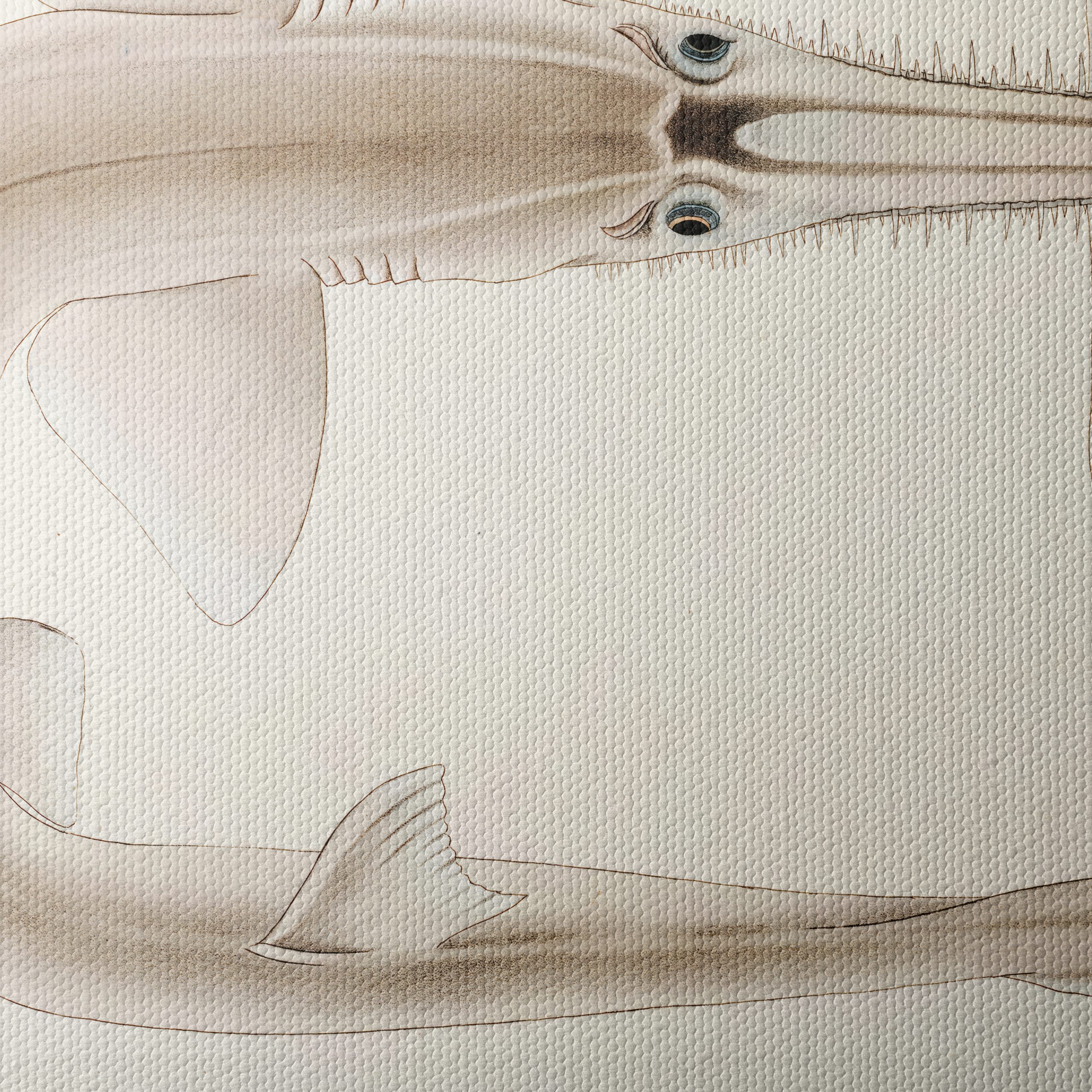 Scientific Illustration of a Fish - Image 4