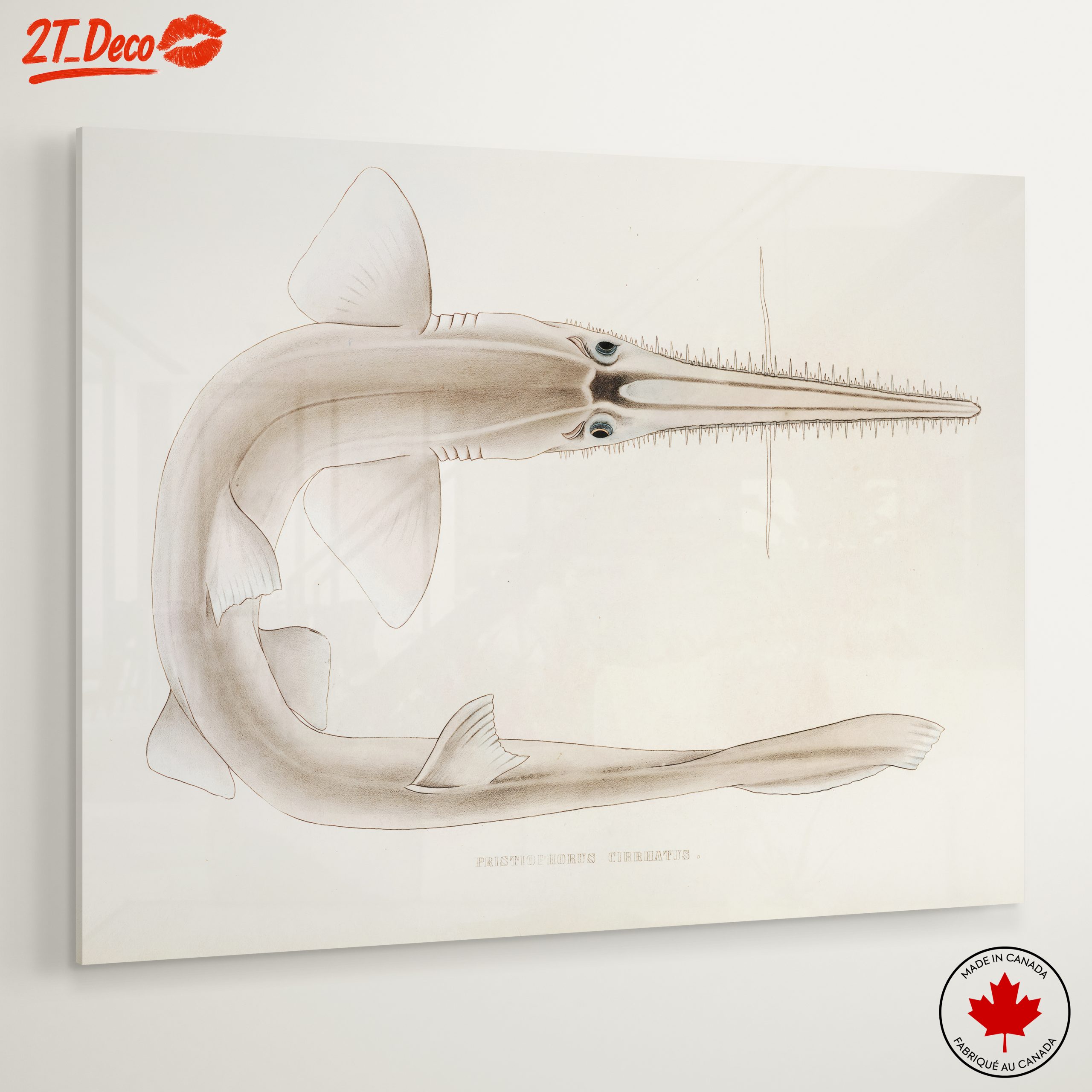Scientific Illustration of a Fish - Image 6