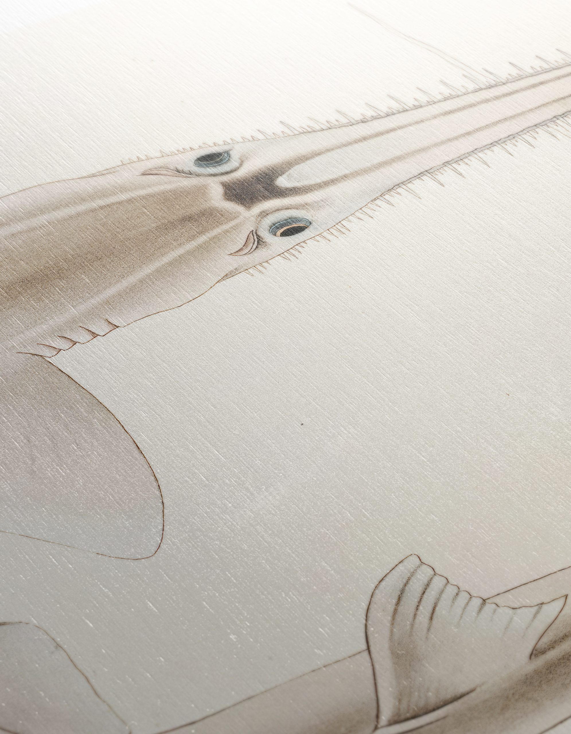 Scientific Illustration of a Fish - Image 12