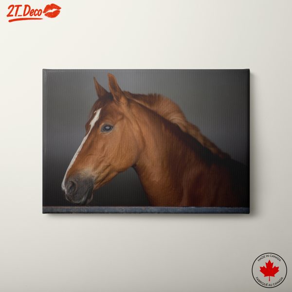 Majestic Horse Portrait in Subtle Light