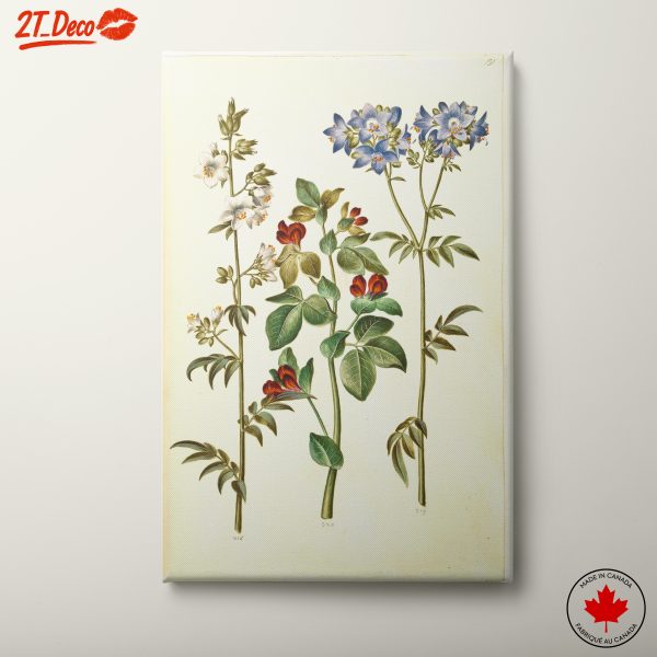 Beautiful Botanical Print of Colorful Flowers