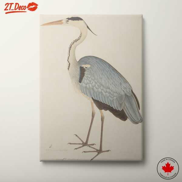 Elegant Heron Bird Illustration