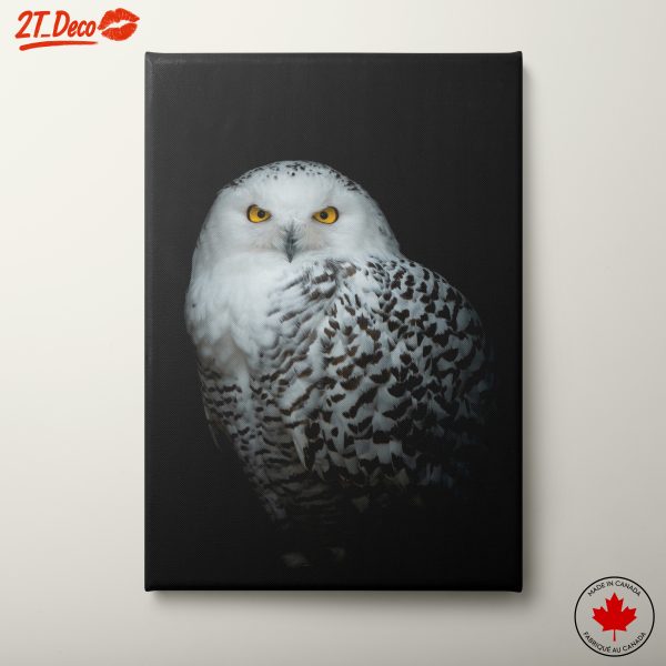 Stunning White Owl Portrait