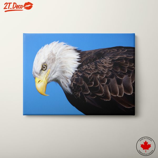 Majestic Eagle Close-Up