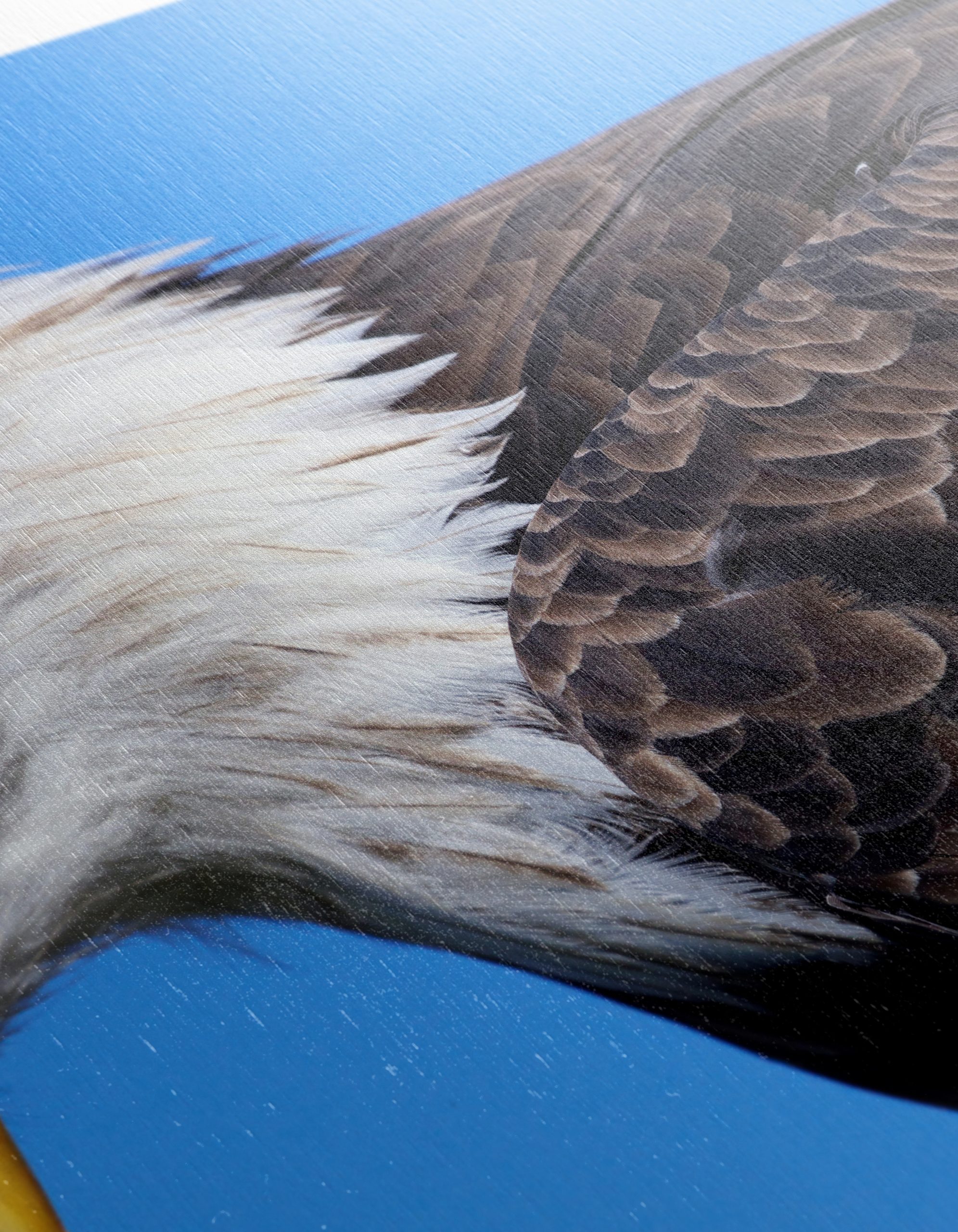 Majestic Eagle Close-Up - Image 12