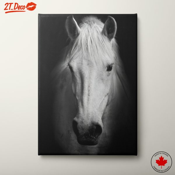 Stunning Black and White Horse Portrait