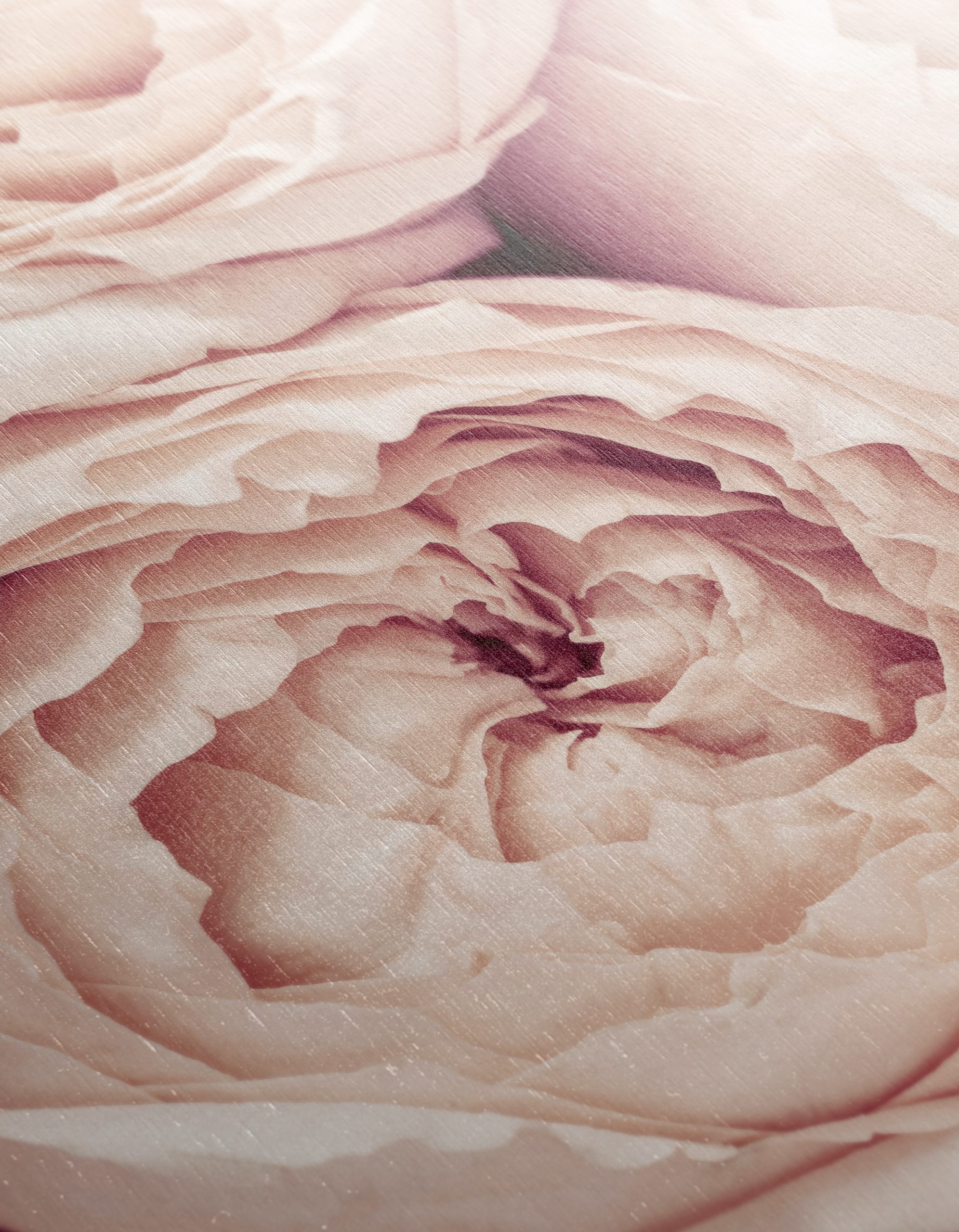 Soft Pink Rose Floral Wall Art - Image 12