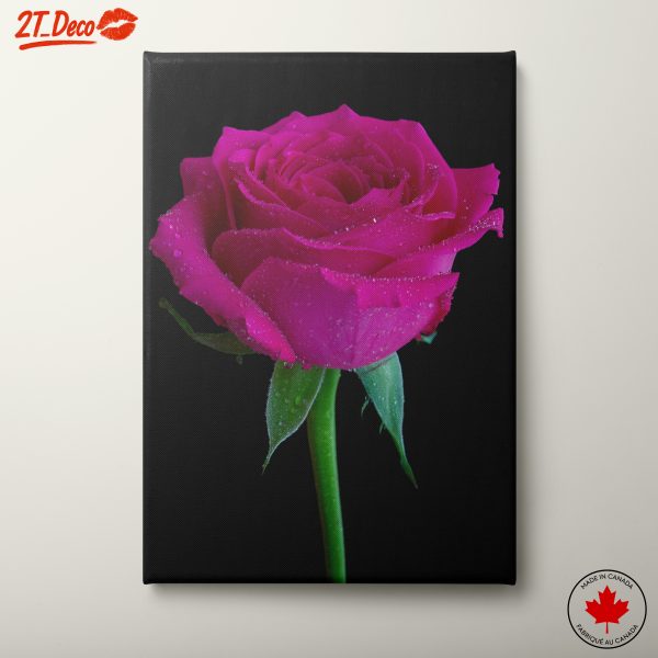 Stunning Pink Rose Close-Up Art