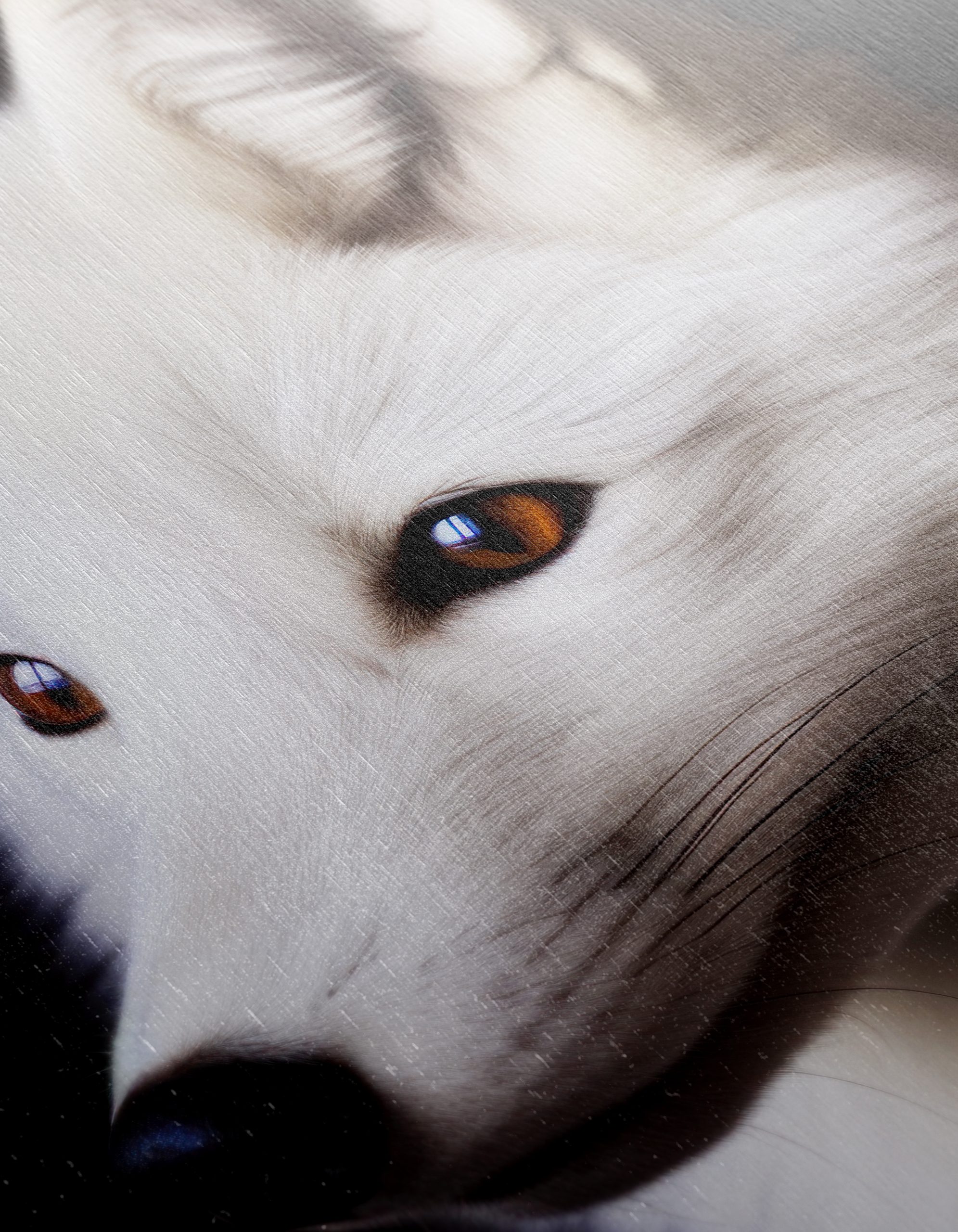 Stunning Arctic Fox Portrait - Image 12