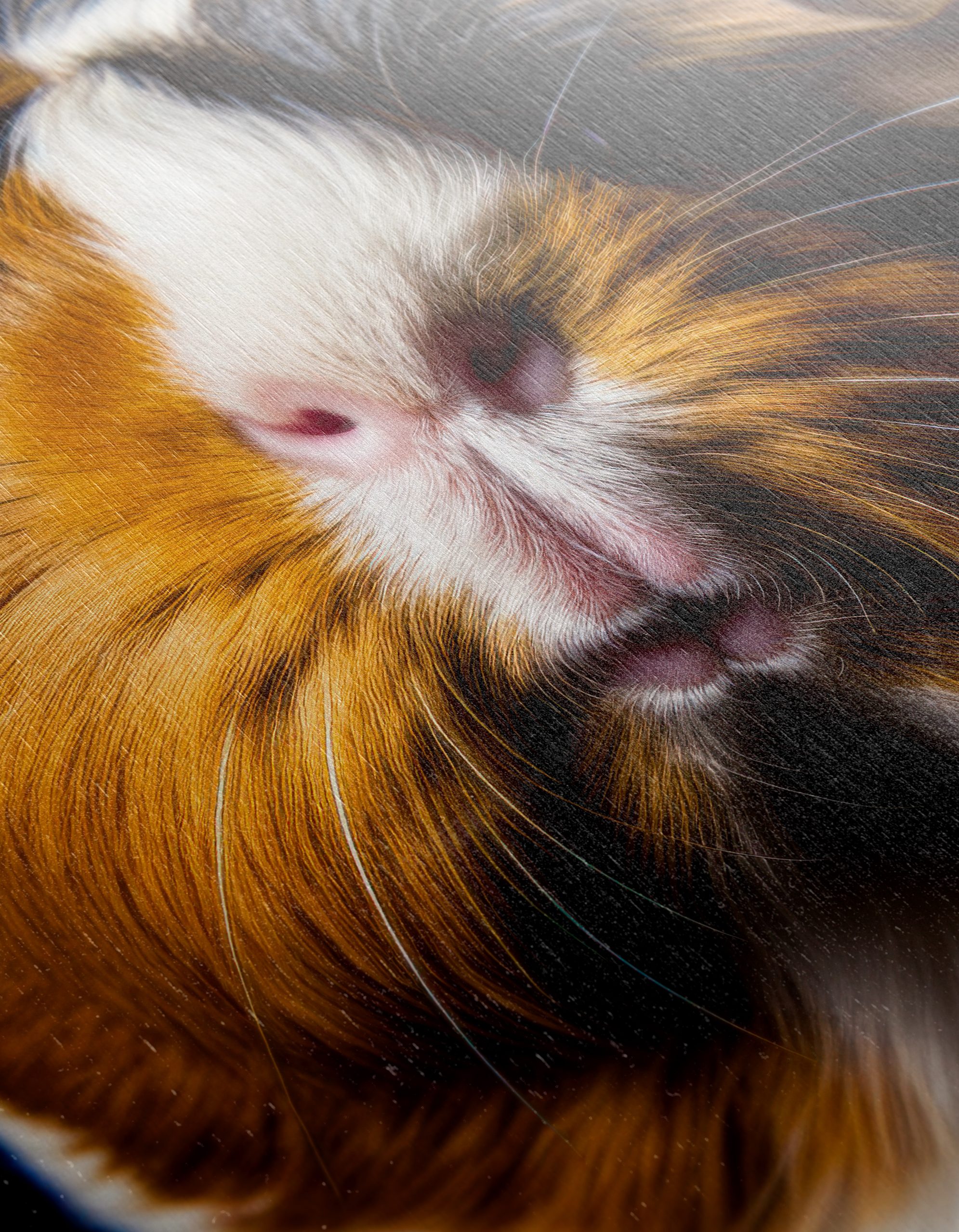 Close-Up of a Beautiful Guinea Pig - Image 12