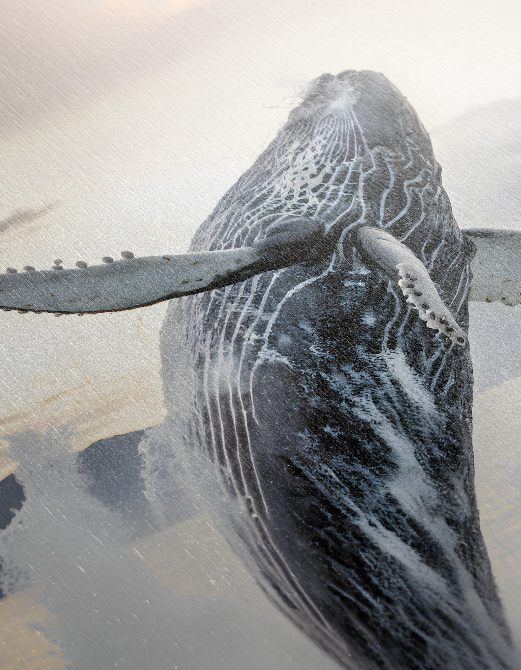 Majestic Humpback Whale Breaching - Image 12
