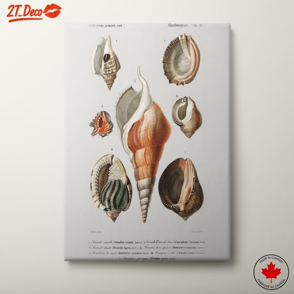 Colorful Mollusks Scientific Illustration