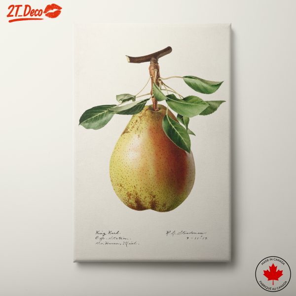 Detailed Botanical Art of a Pear