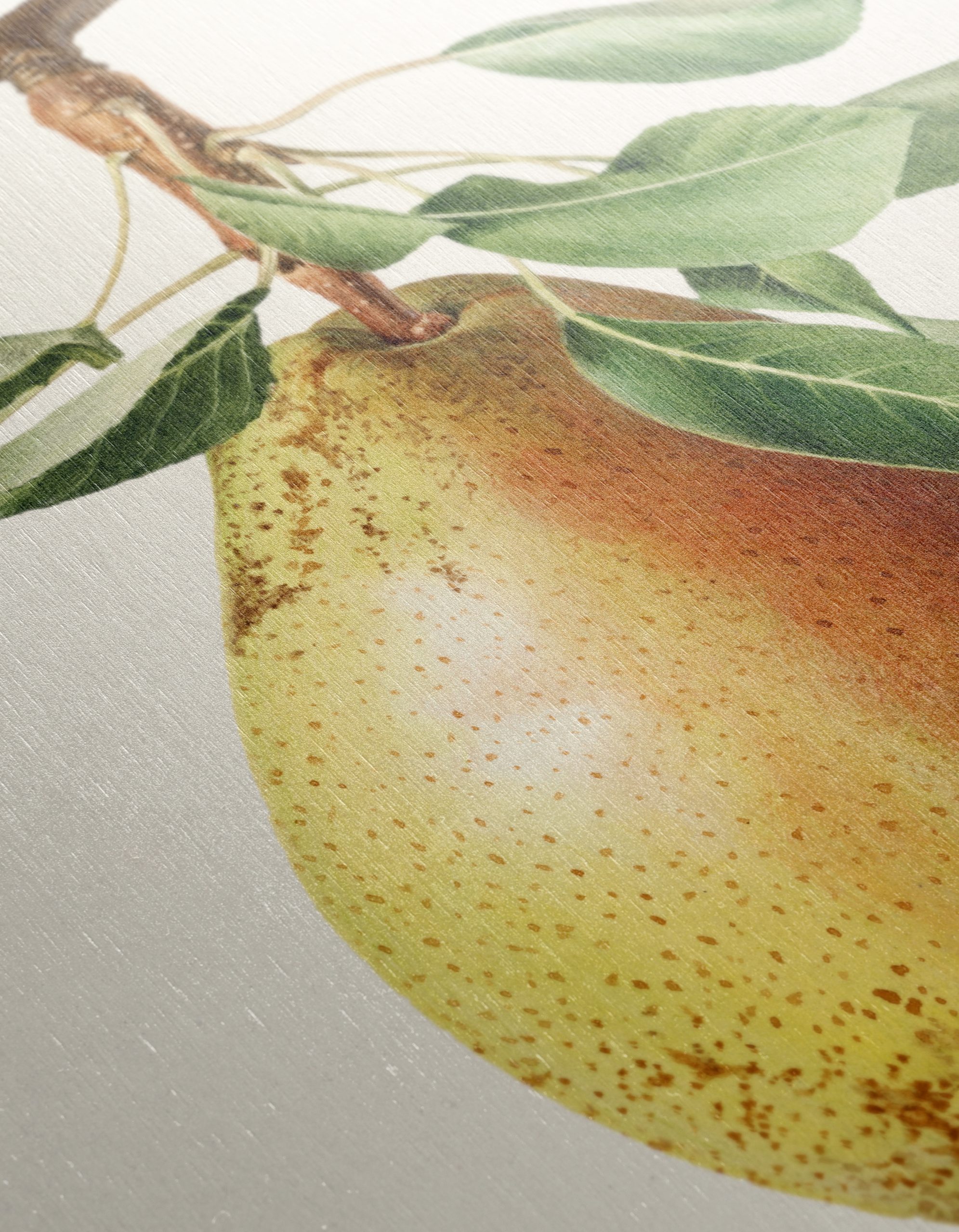 Detailed Botanical Art of a Pear - Image 12