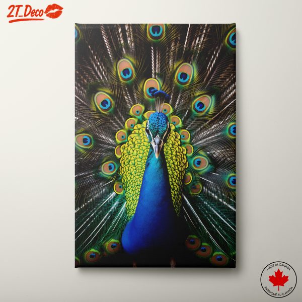 Stunning Peacock Feather Display Wall Art