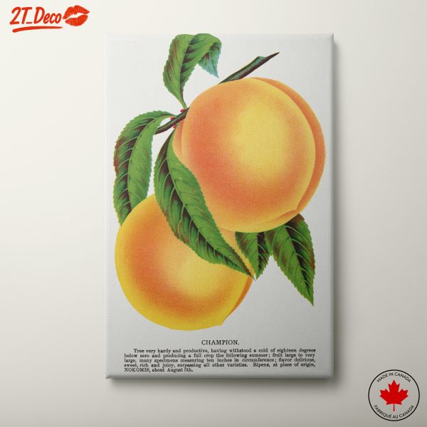 Abstract Peach Still Life Art