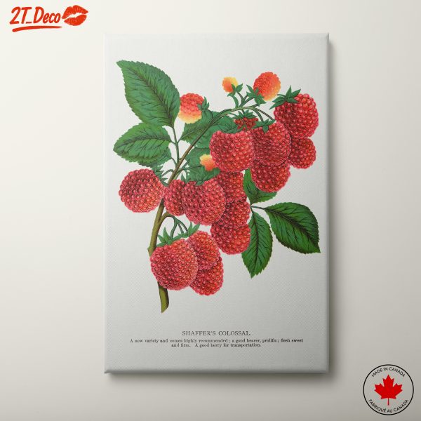 Beautiful Botanical Illustration of Raspberries