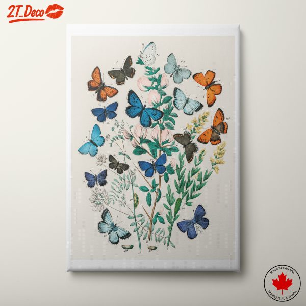 Colorful Botanical Illustration of Butterflies