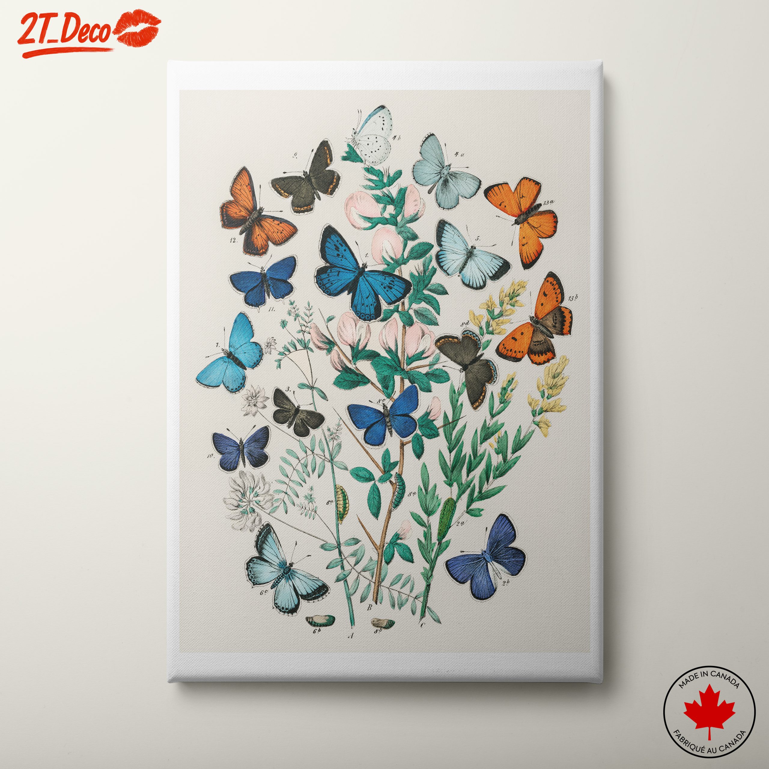 Colorful Botanical Illustration of Butterflies