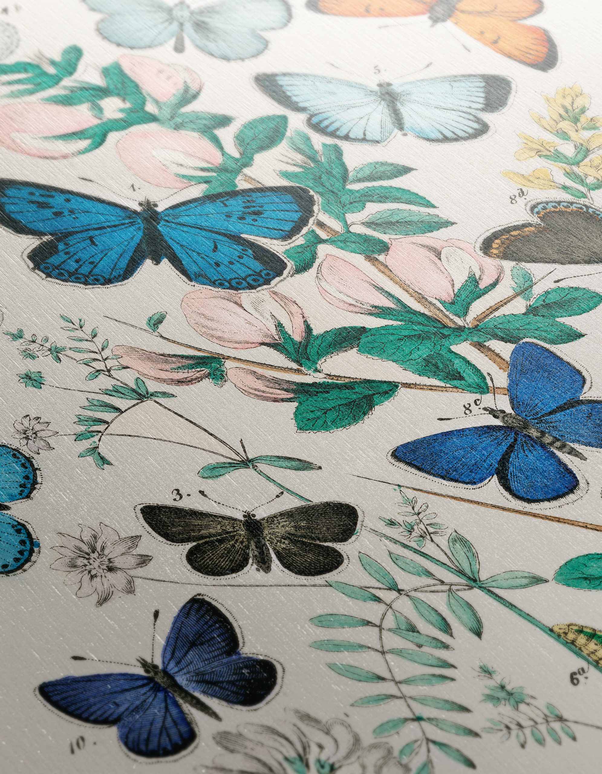 Colorful Botanical Illustration of Butterflies - Image 12