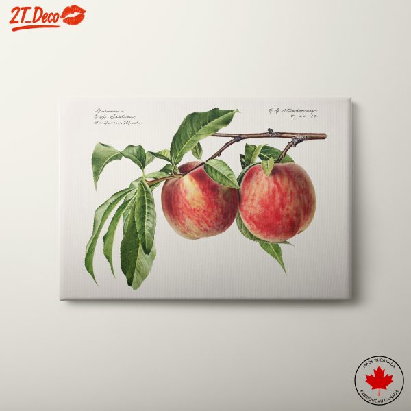 Beautiful Abstract Fruit Illustration