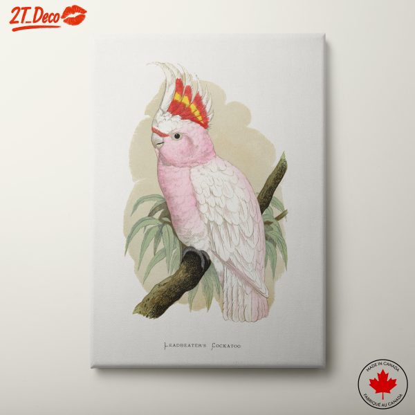 Leadbeater's Cockatoo Artistic Illustration