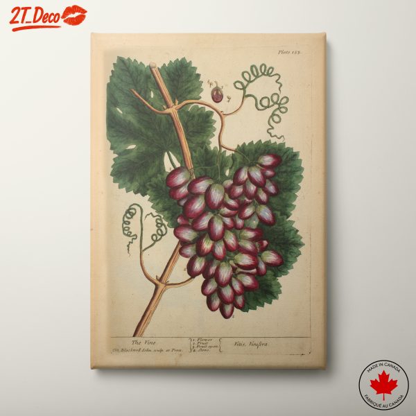 Detailed Botanical Illustration of Grapevine