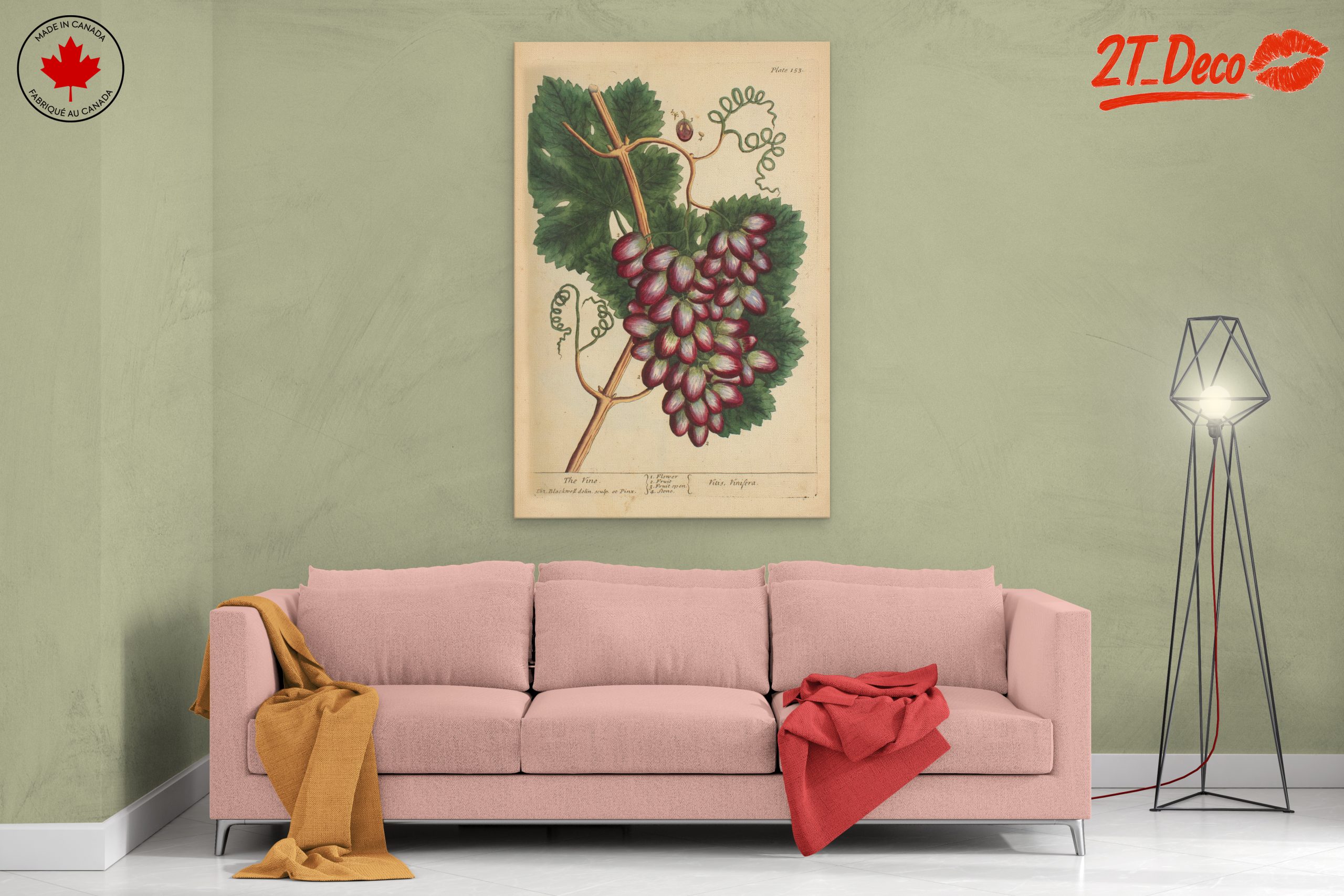 Detailed Botanical Illustration of Grapevine - Image 2