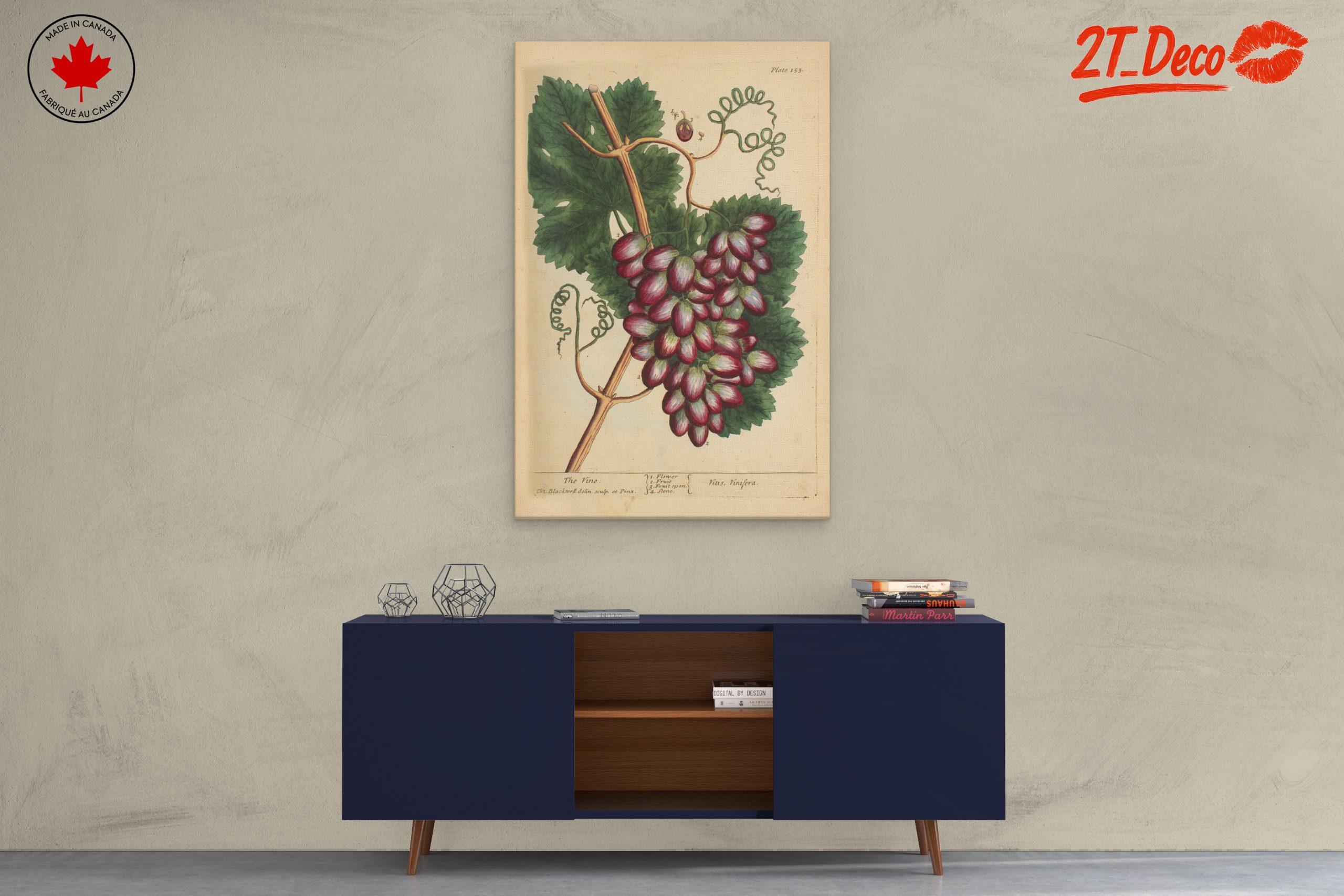 Detailed Botanical Illustration of Grapevine - Image 3