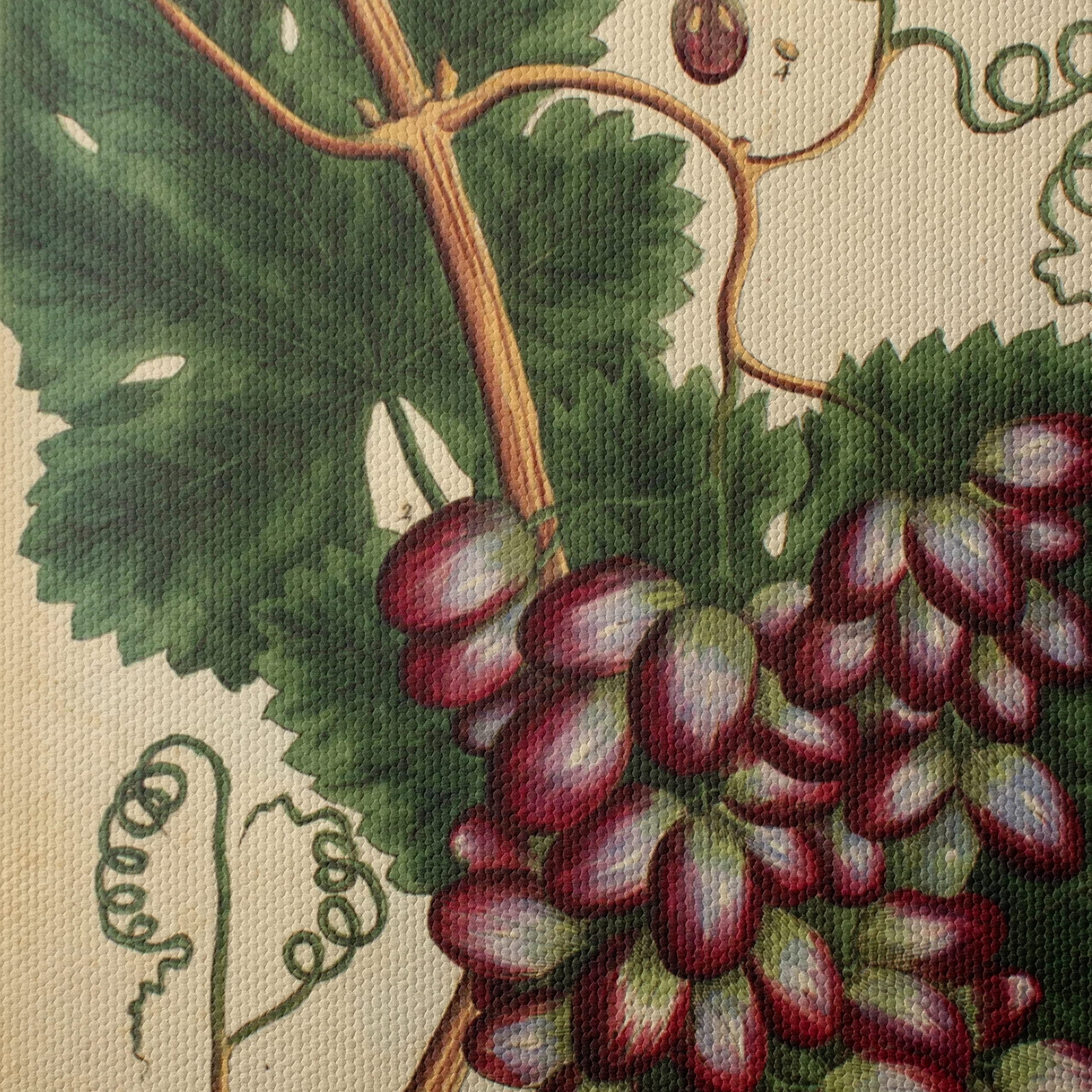 Detailed Botanical Illustration of Grapevine - Image 4