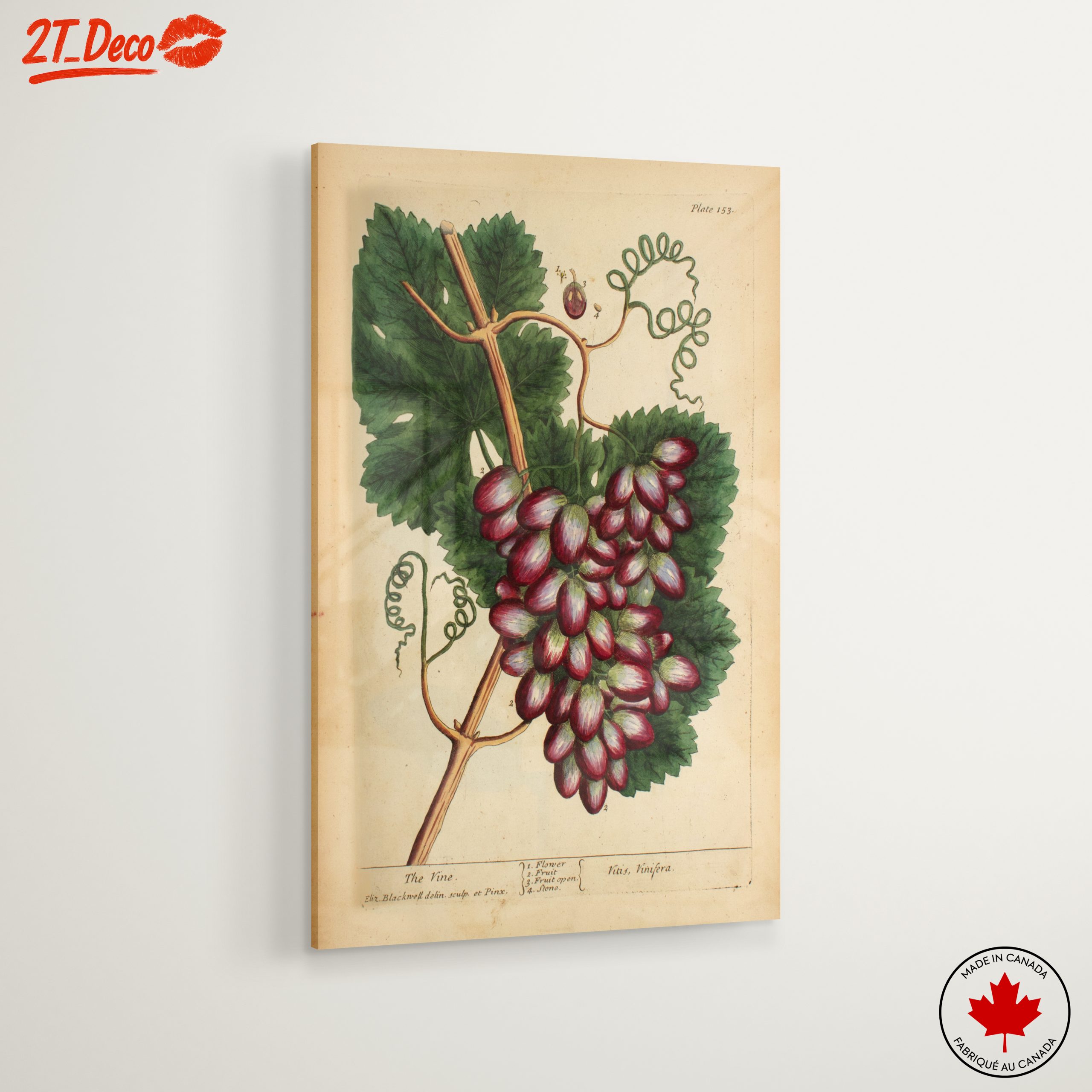 Detailed Botanical Illustration of Grapevine - Image 6