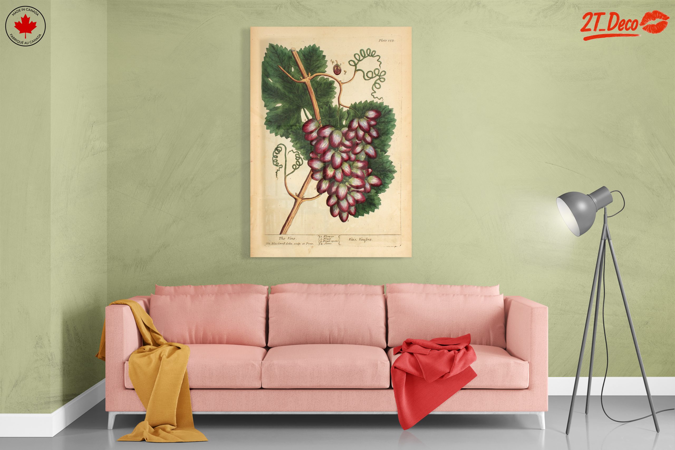 Detailed Botanical Illustration of Grapevine - Image 7