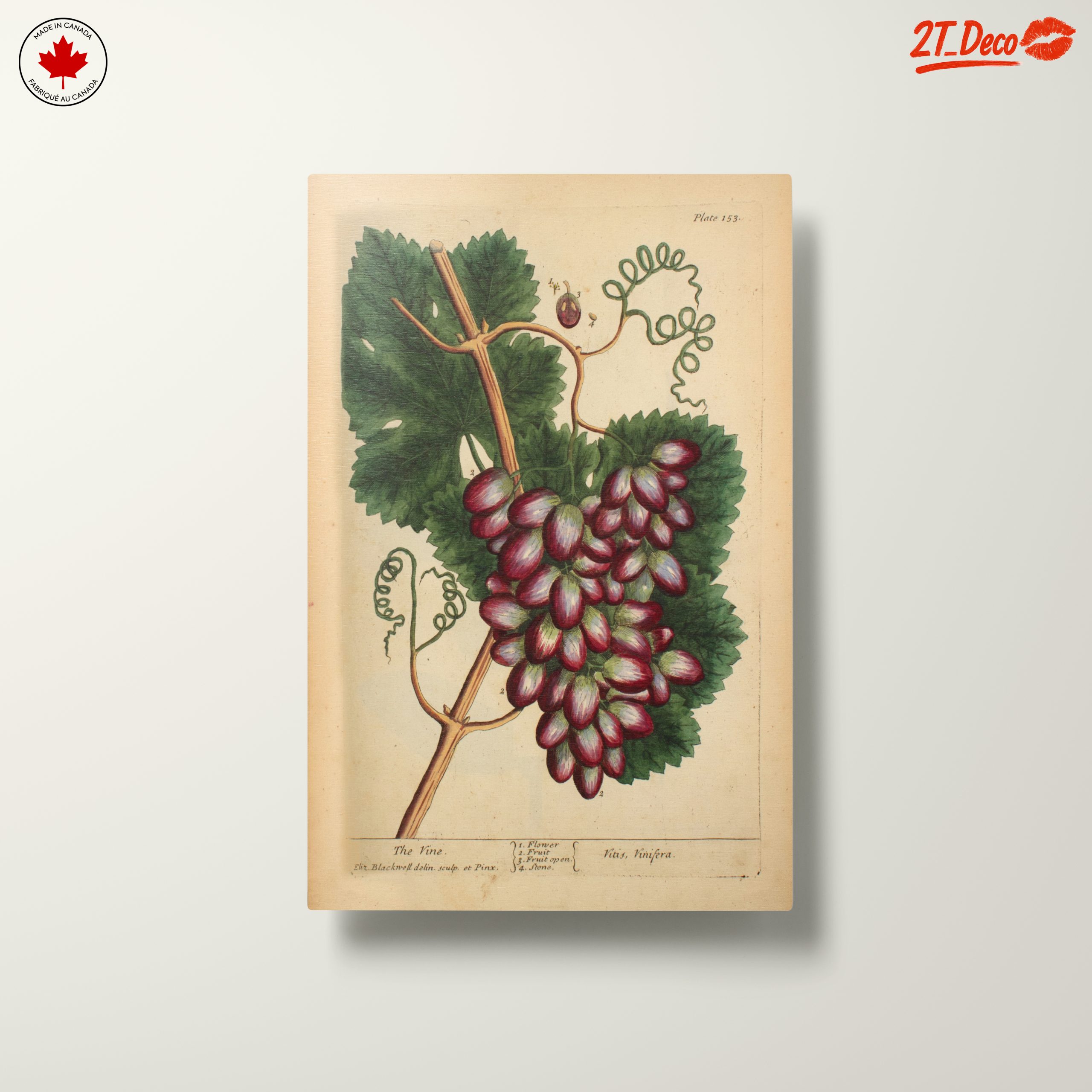 Detailed Botanical Illustration of Grapevine - Image 10