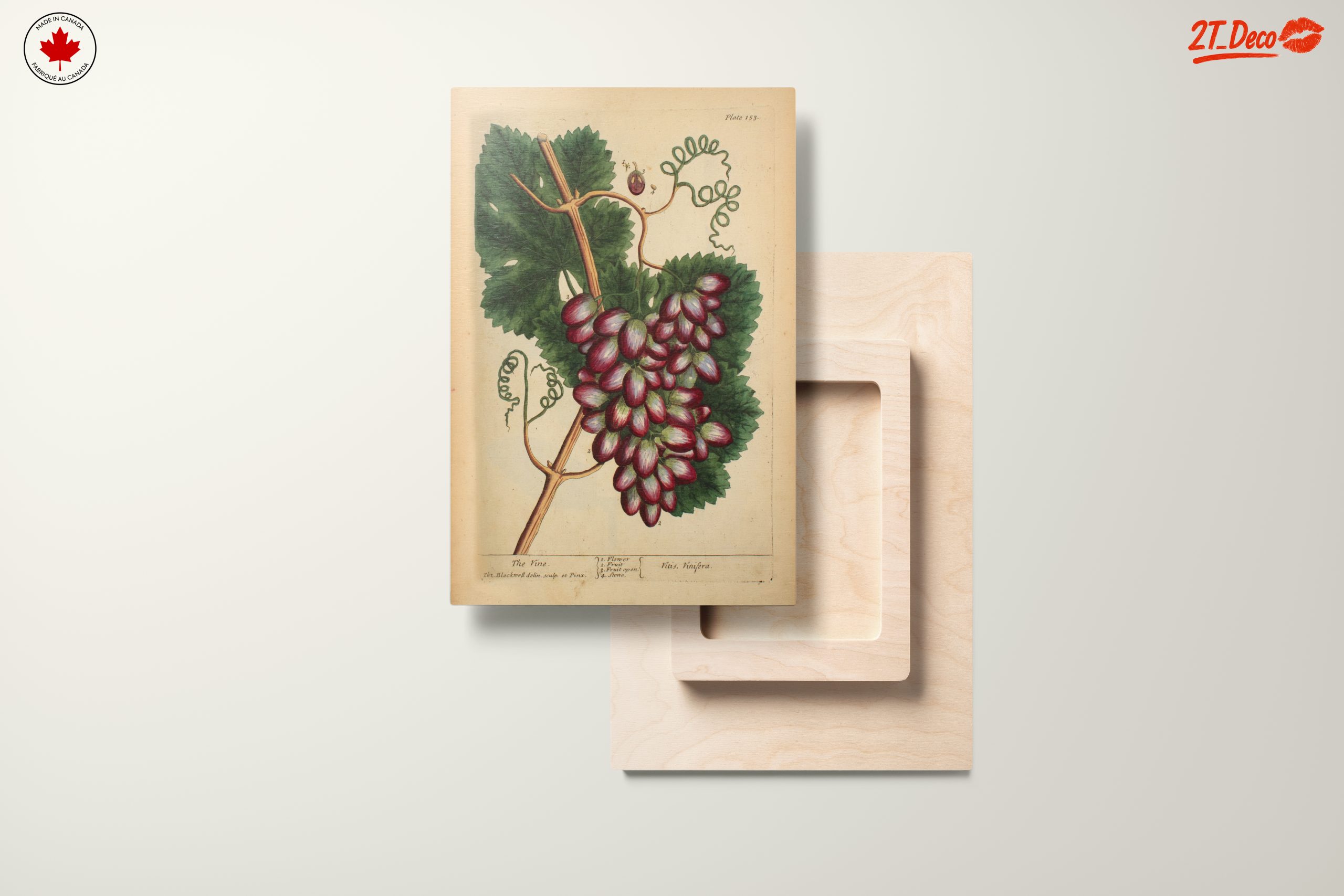 Detailed Botanical Illustration of Grapevine - Image 11