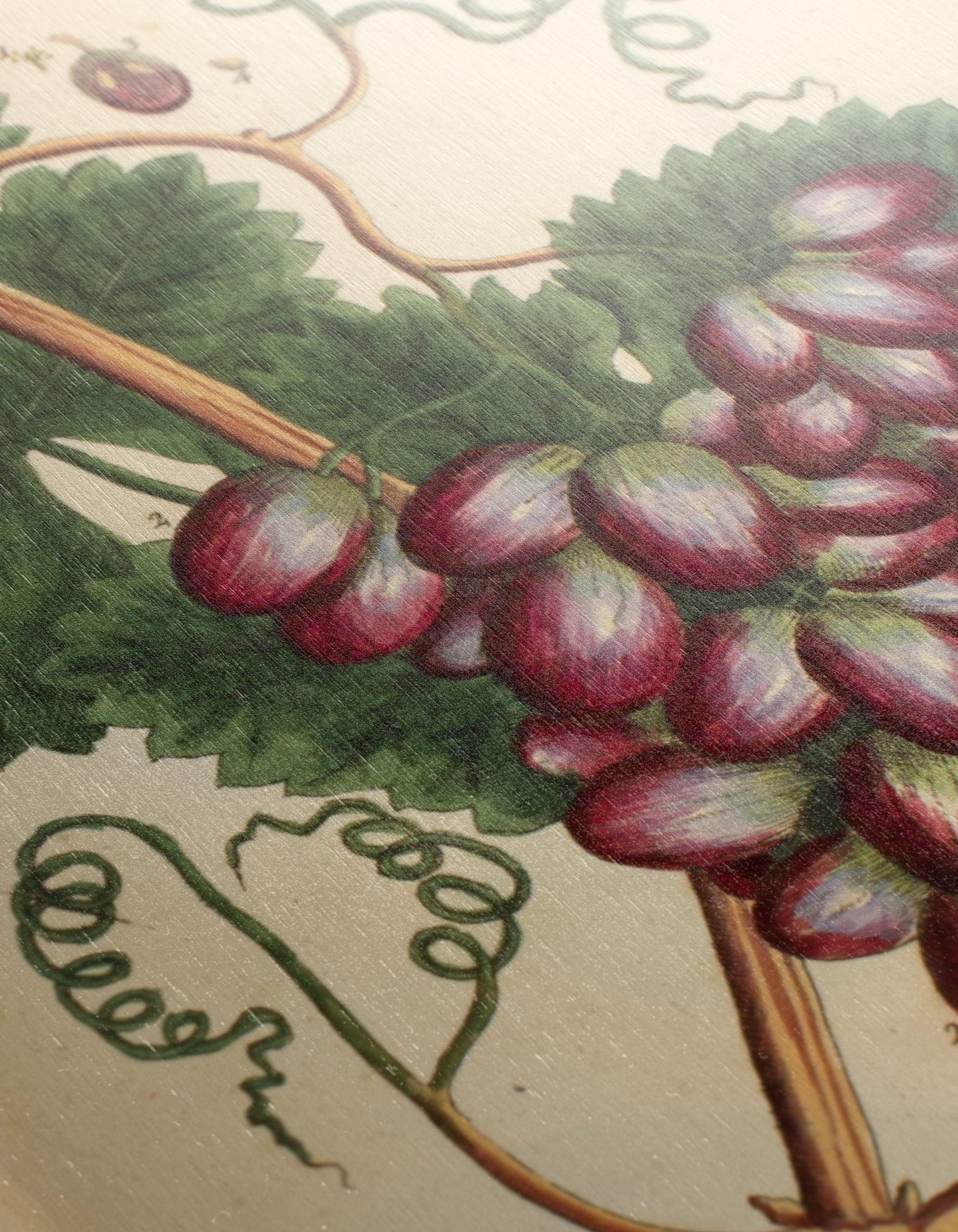 Detailed Botanical Illustration of Grapevine - Image 12