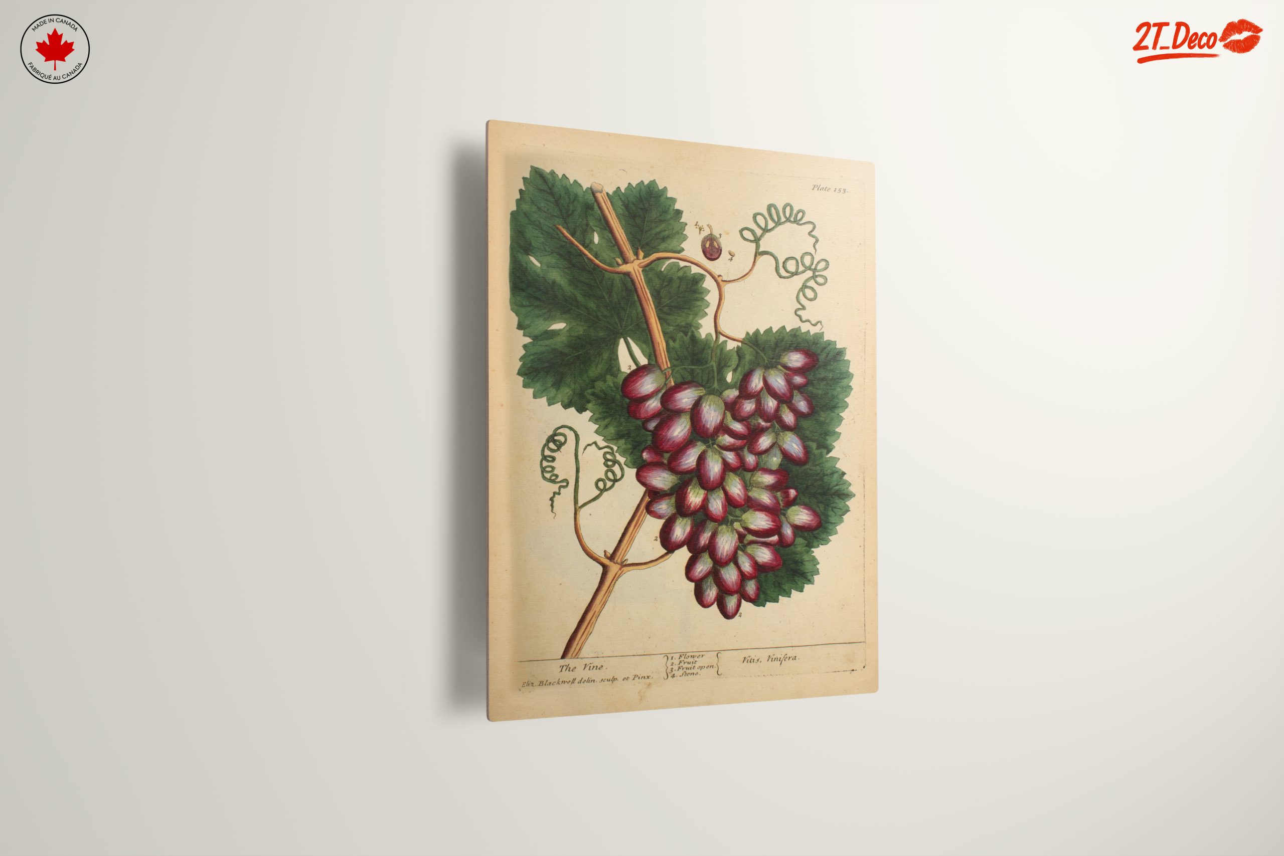 Detailed Botanical Illustration of Grapevine - Image 13